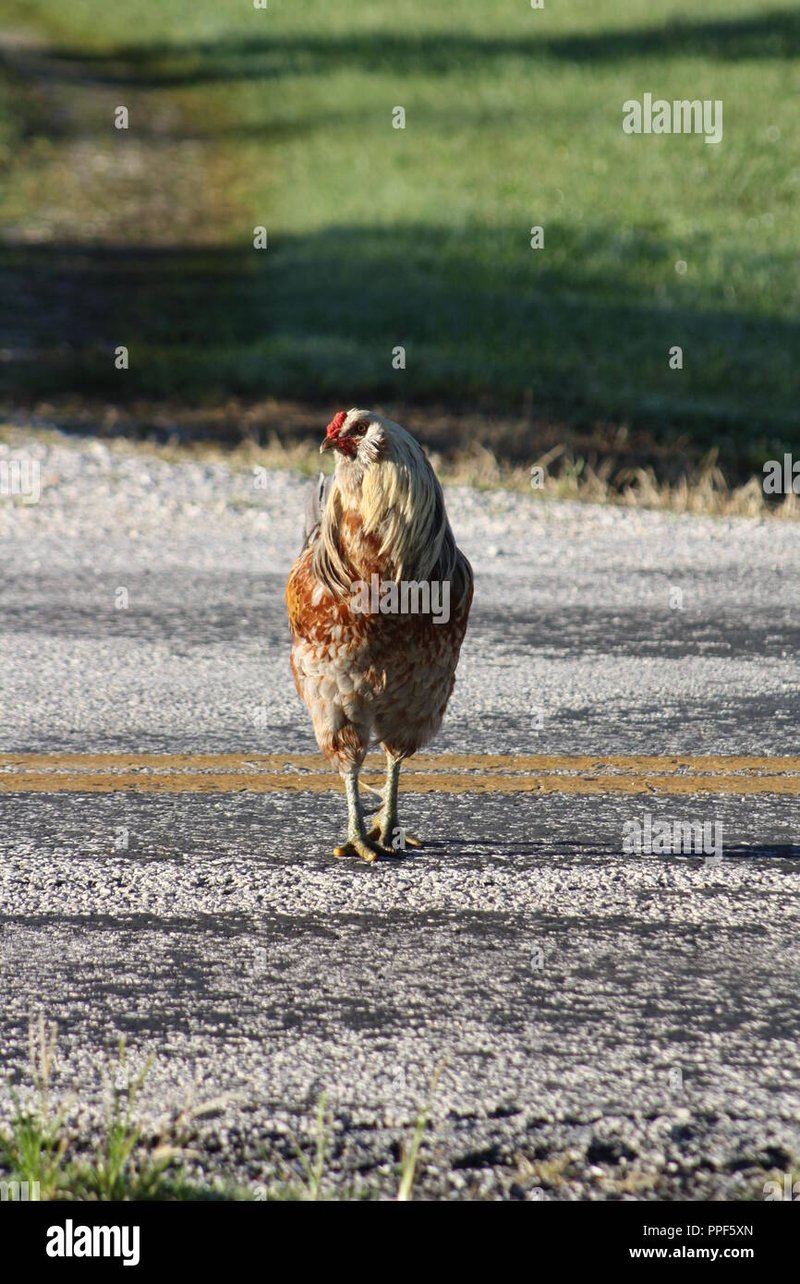 Explore chicken road game